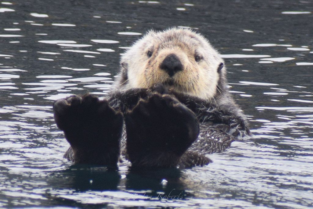 Een zeeotter drijft op zijn rug in donker water, met zijn poten naar de camera gericht.