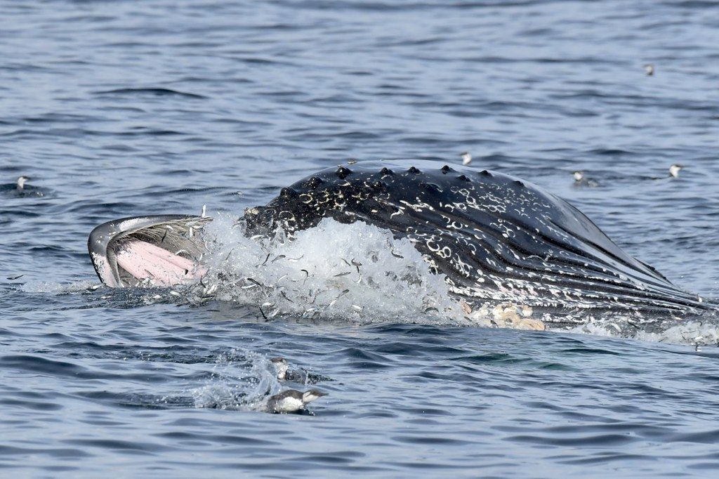 Walvis die met open bek bovenkomt in de blauwe oceaan en water opspat.