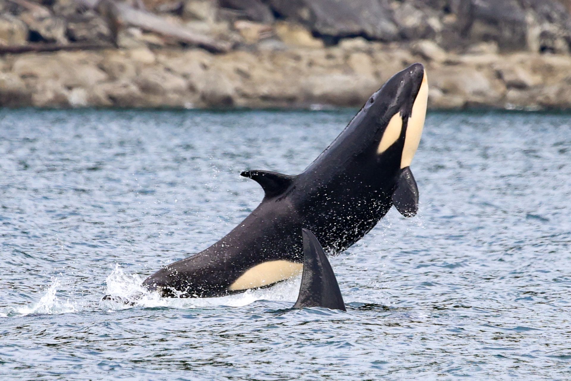 Een orka springt uit het water bij een rotsachtige kustlijn en toont zijn zwarte lichaam met witte onderkant.