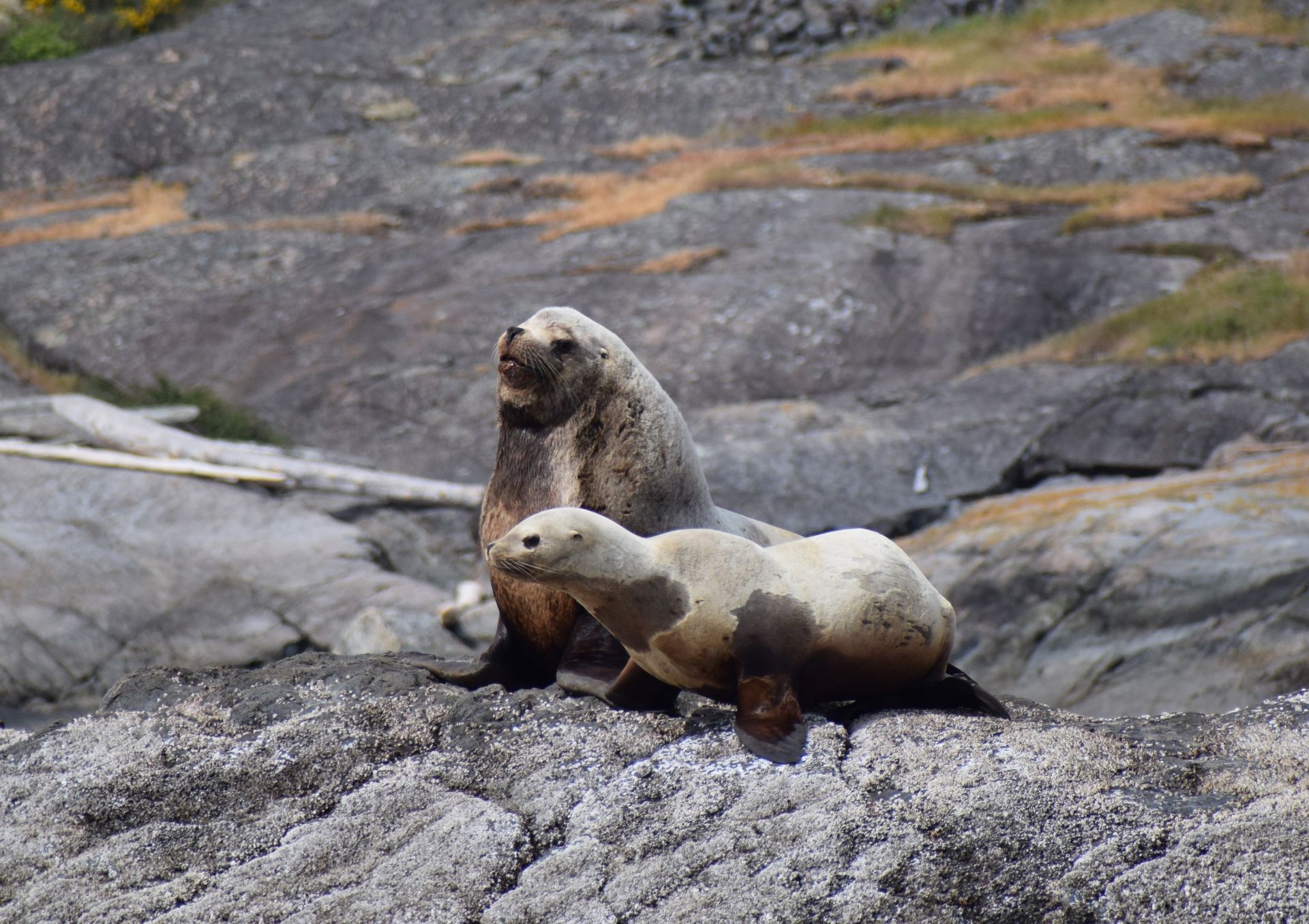 Twee zeehonden rusten op een rotsachtige kust, de ene staat achter de andere.
