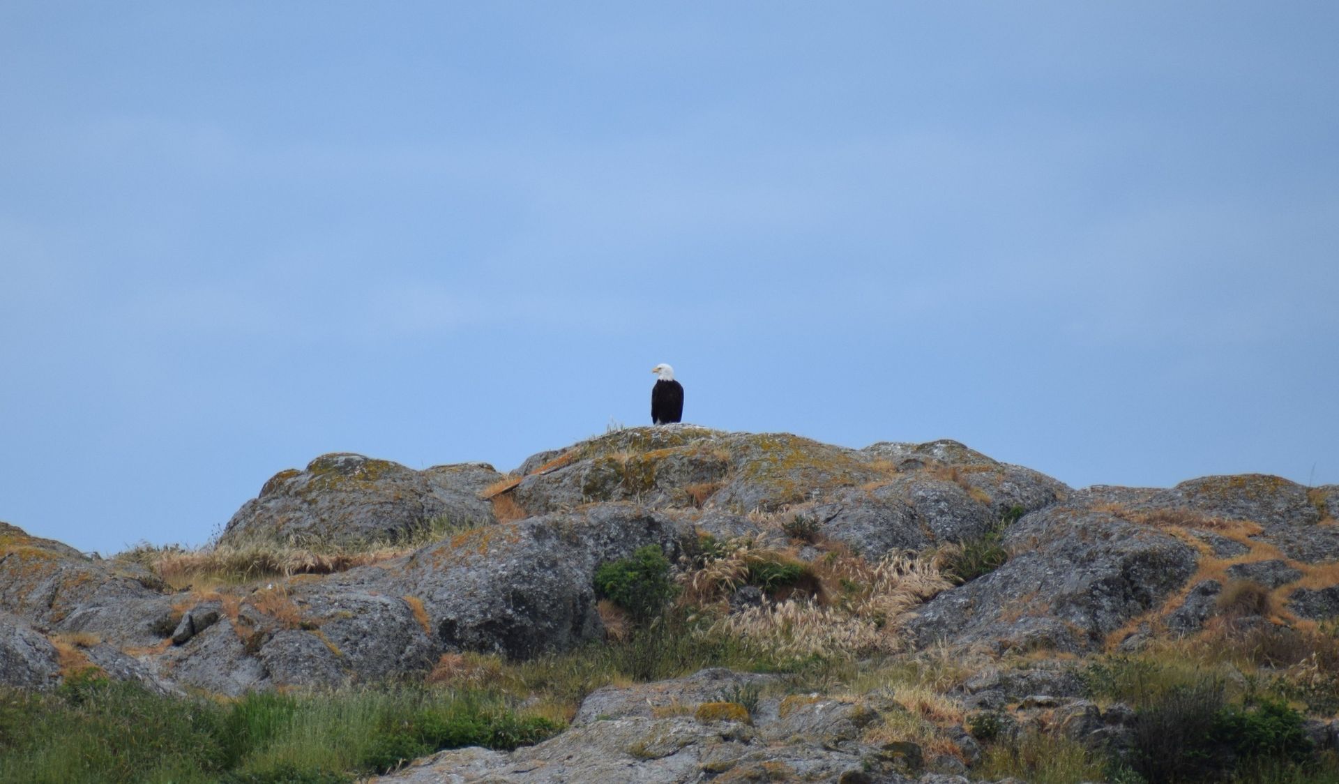 Een vogel zit op een rotsachtige heuveltop onder een blauwe hemel.