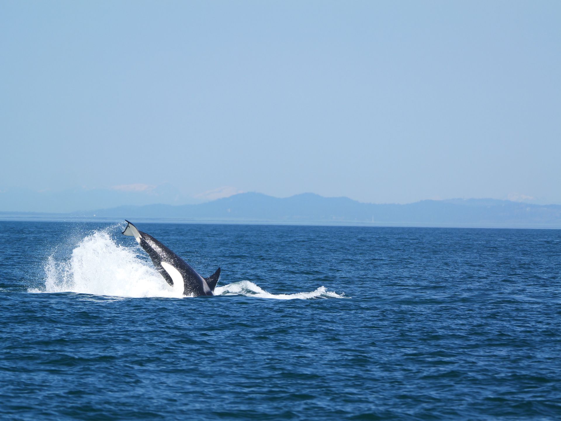 Een walvis springt uit het water in de blauwe oceaan, met eilanden in de verte aan de horizon.