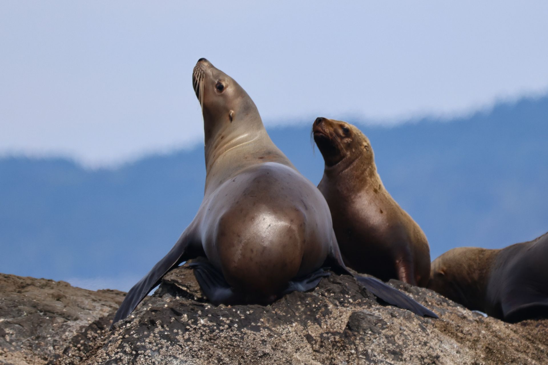 Twee zeeleeuwen rusten op een rotsachtige kust met de oceaan en bergen op de achtergrond.