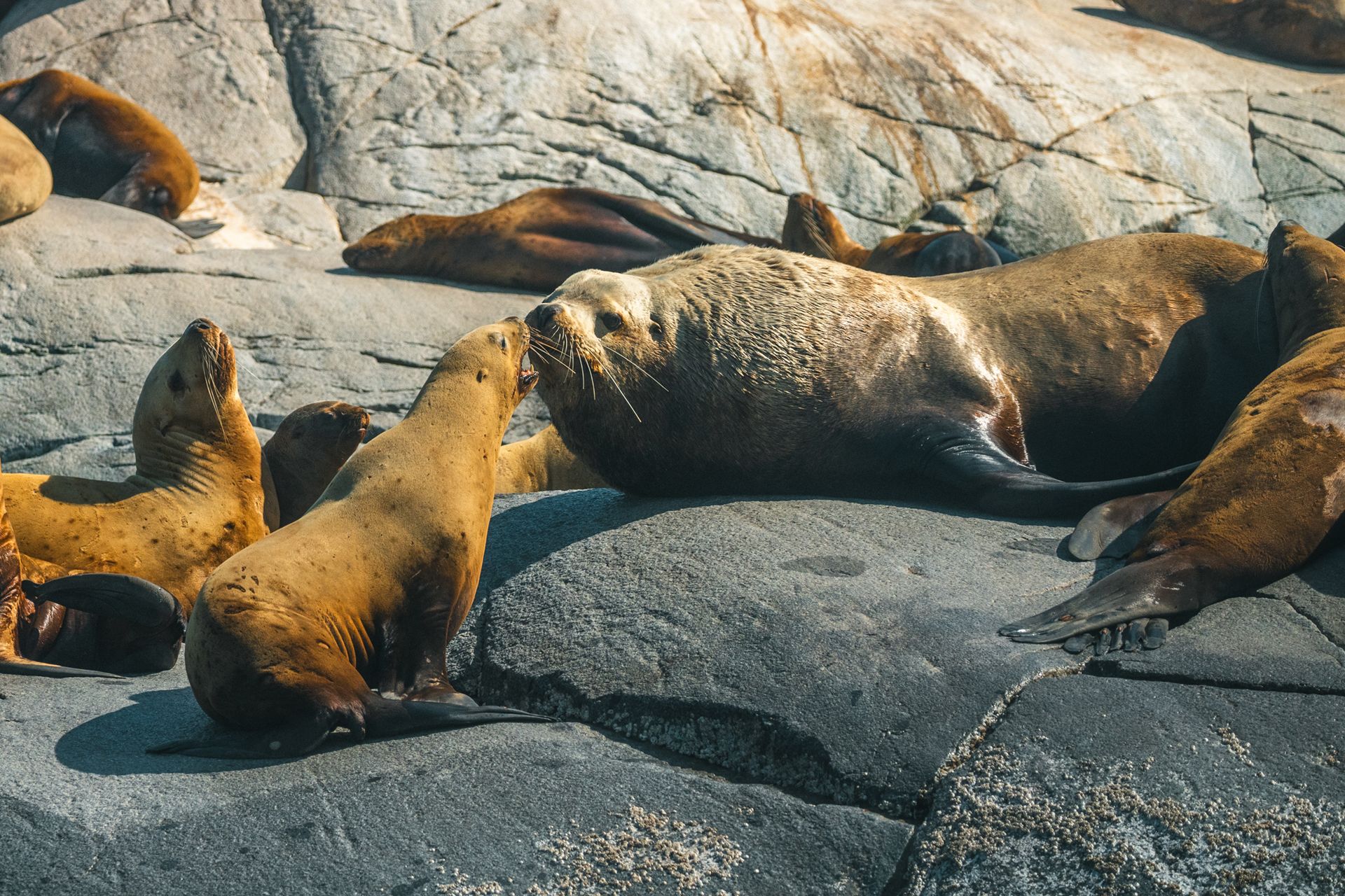 Zeeleeuwen rusten op zonovergoten rotsen aan het water.