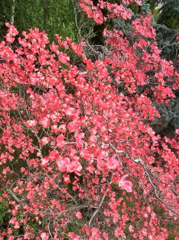 Roze bloemen bloeien dicht op een struik met groene bladeren en donkere takken.