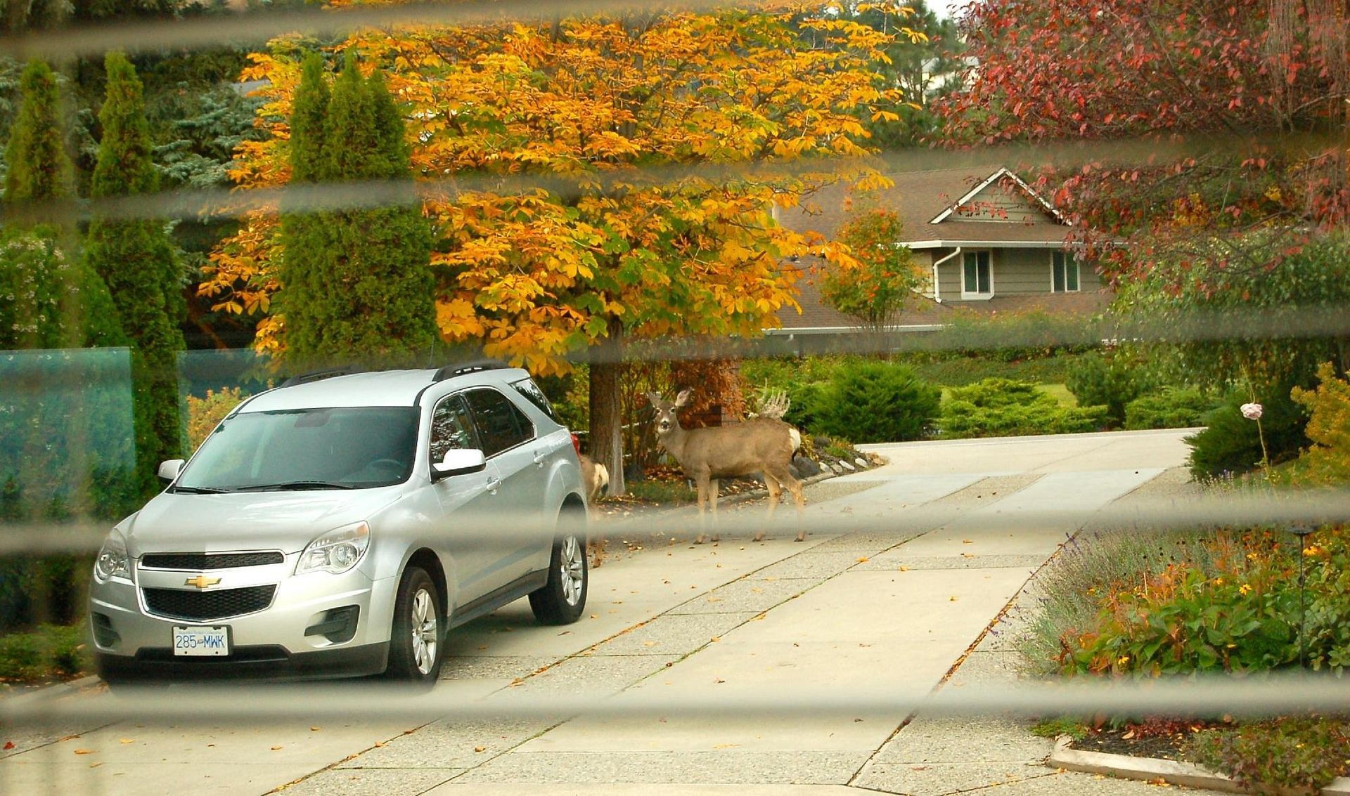 Een zilverkleurige SUV staat geparkeerd op een oprit in een buitenwijk, naast herfstbomen en een huis.