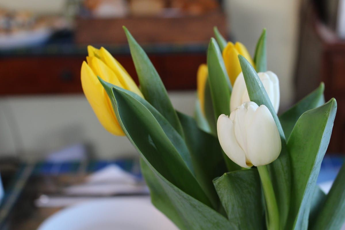 Witte en gele tulpen in een vaas op een tafel, met een wazige binnenachtergrond.