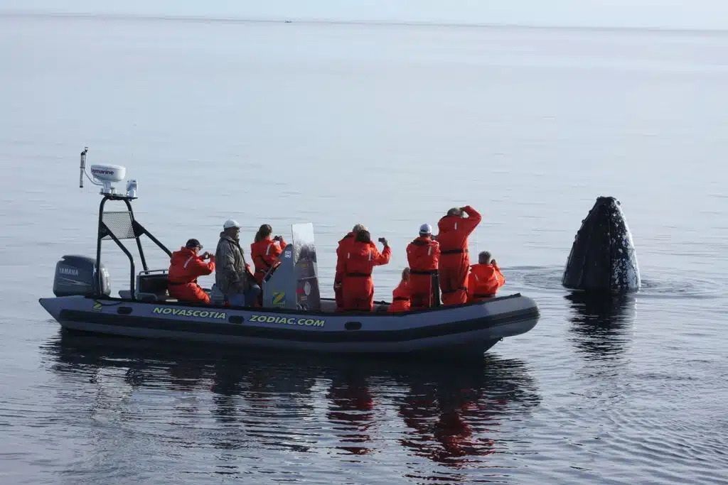 Een opblaasbare reddingsboot met mensen in oranje pakken in de buurt van een donker zeedier aan het wateroppervlak.