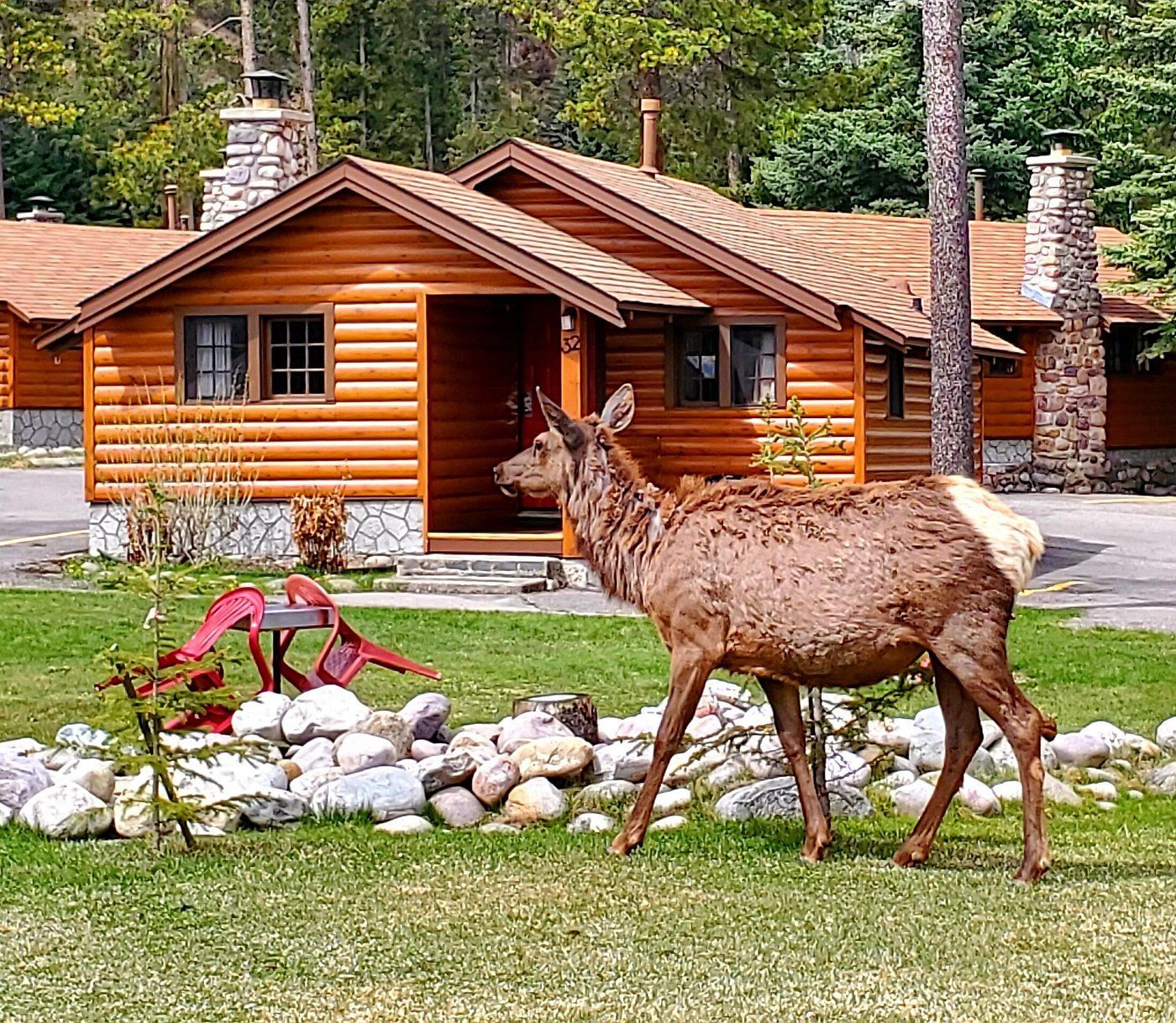 Herten grazen op een gazon voor een rustieke blokhut van Becker's Chalets Jasper met stenen schoorsteen en rode wagen als decoratie.