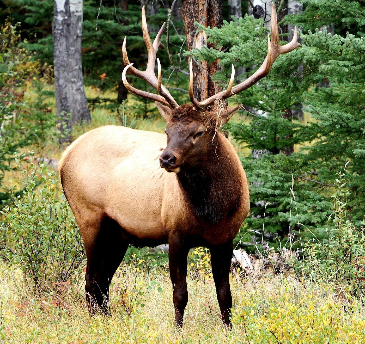 Een Elk stier met een groot gewei staat op een open plek in het bos.