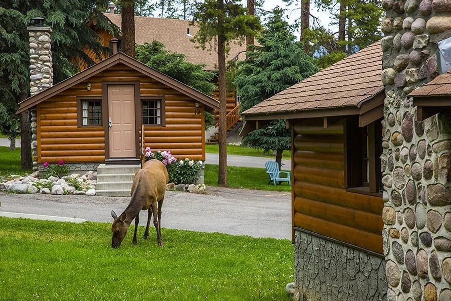 Herten grazen in het gras in de buurt van rustieke blokhutten en dennenbomen van Becker's Chalets Jasper 