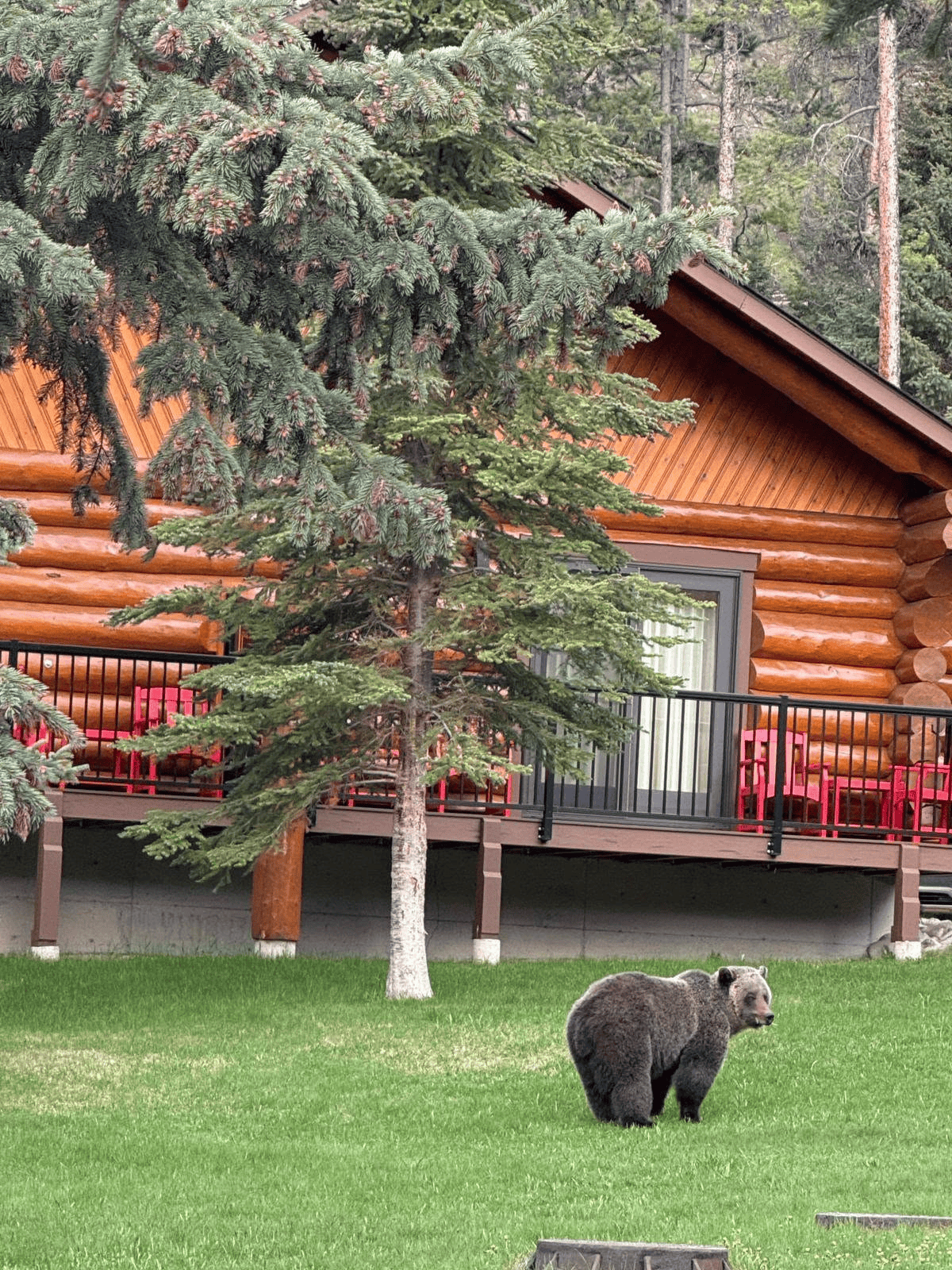 Grizzlybeer op een grasveldje bij een blokhut met dennenbomen bij Becker's Chalets Jasper.