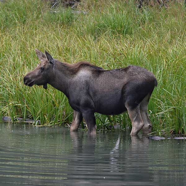 Eland staat in ondiep water naast hoog gras.