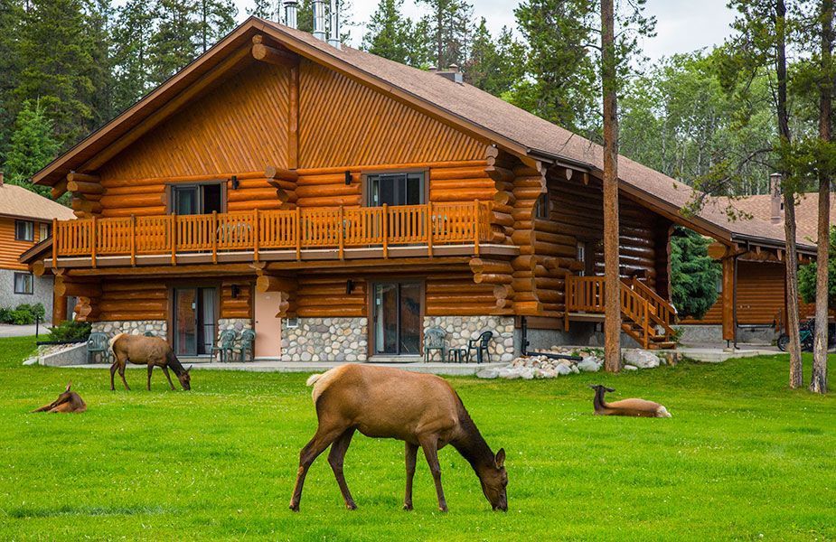 Houten lodge van Becker's Chalets Jasper met herten die grazen op een groen gazon in een bosrijke omgeving.