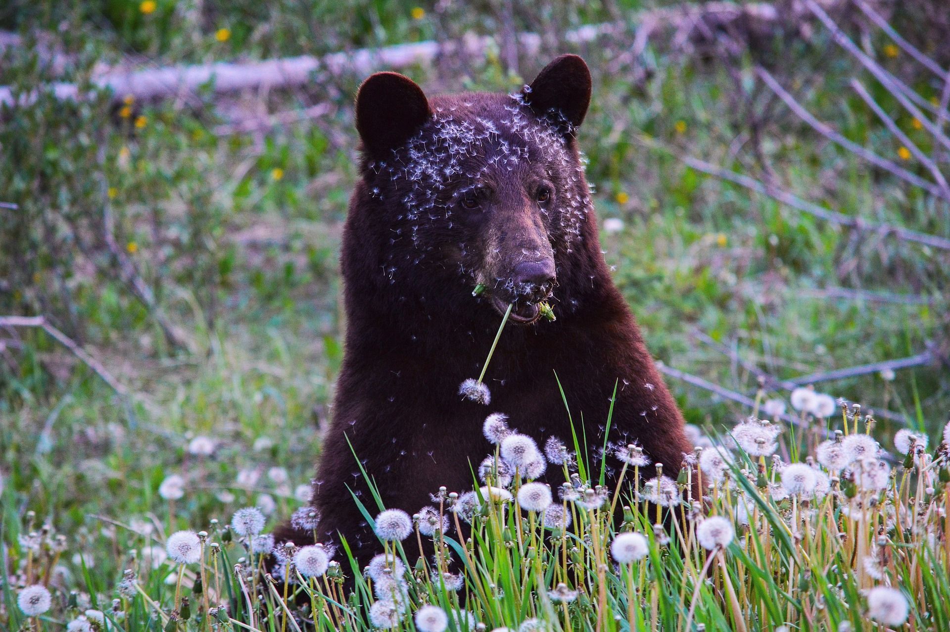 Brown bear sitting in a field of dandelions, eating grass.