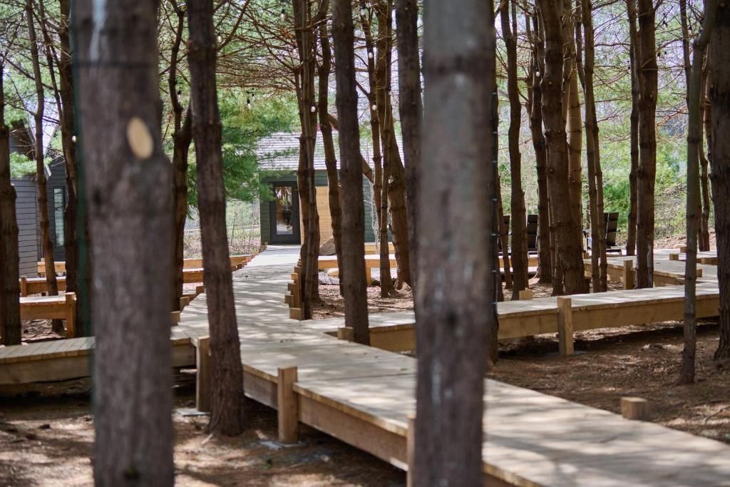 Een bosrijk park met hoge bomen en een kronkelend houten wandelpad in de zon van Black Forrest Cabins, Mahone Bay.