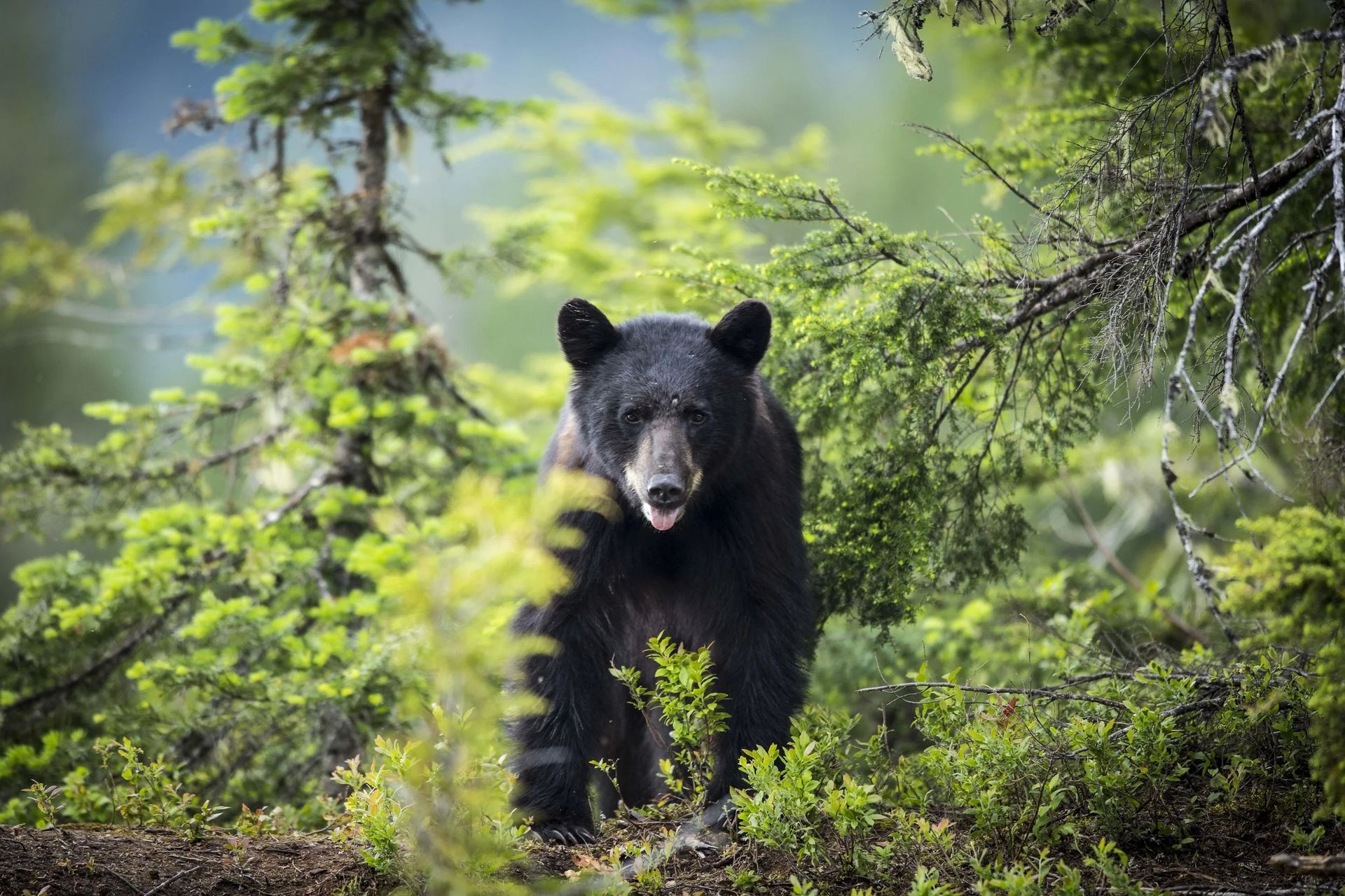 Een zwarte beer in West Canada loopt door een groen bos, omringd door zonovergoten bomen en struikgewas.