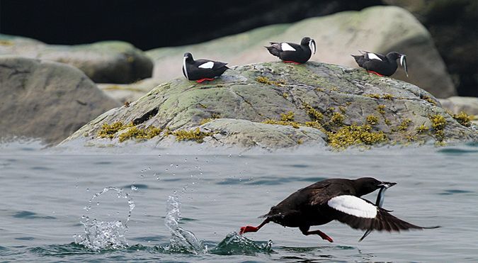 Een zwarte vogel vangt een vis in het water, terwijl drie zeevogels op een met mos begroeide rots staan.
