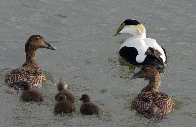 Eend met kuikens in het water vlakbij een grotere zwart-witte vogel.