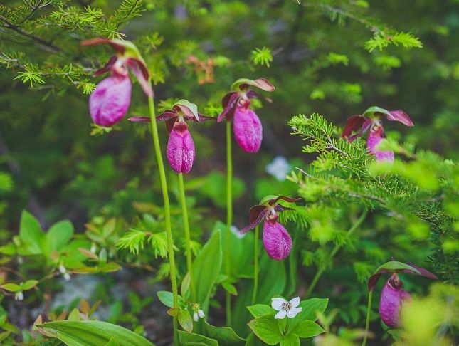 Roze vrouwenschoenorchideeën bloeien in een groene bostuin.