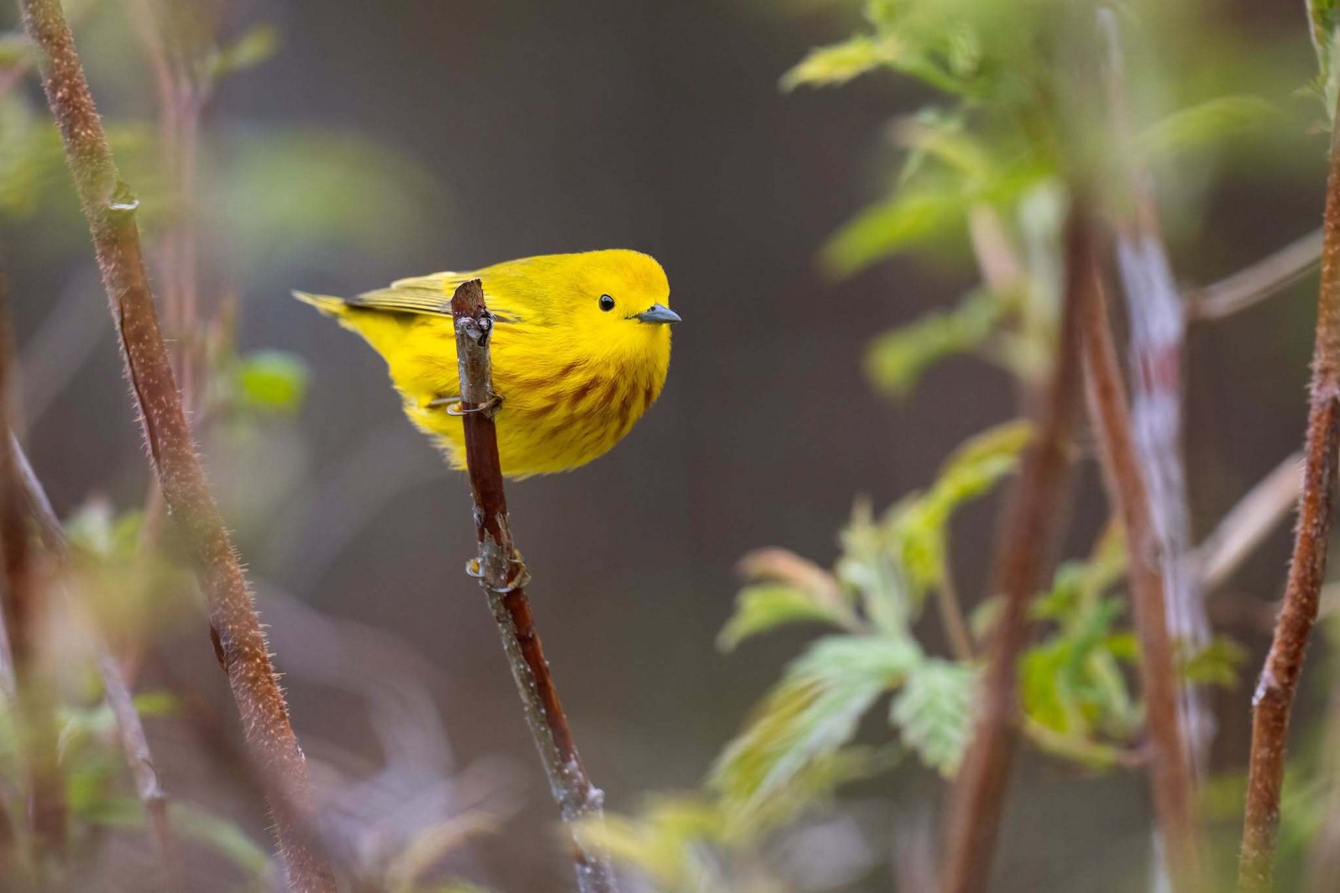 Een klein geel vogeltje zat op een dunne tak tussen wazige twijgen en bladeren.