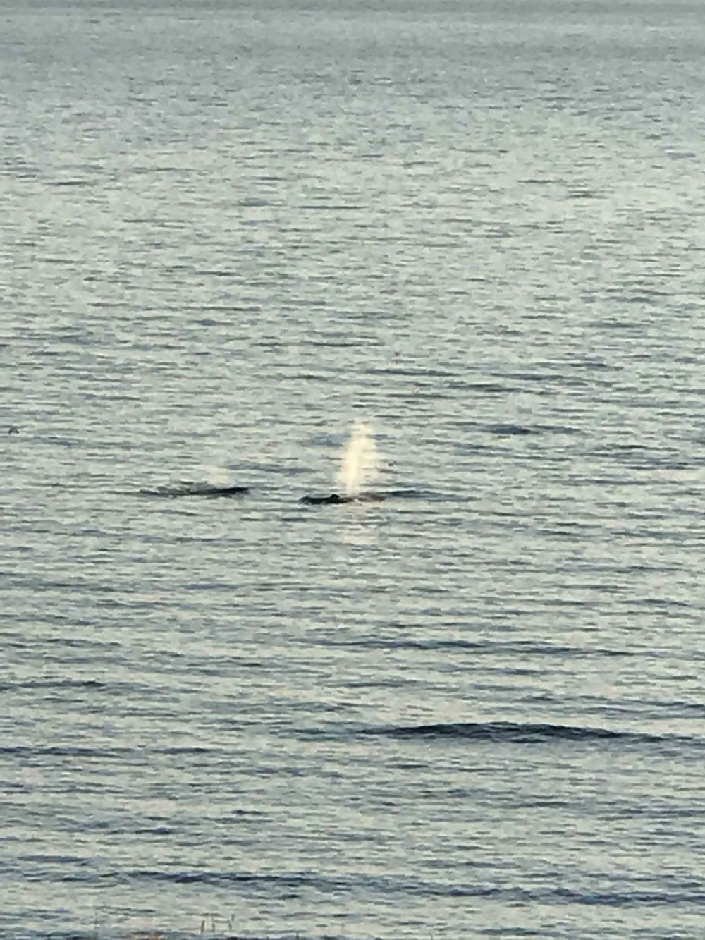 Een walvis komt boven water in het kalme, grijze water en veroorzaakt een kleine plons.