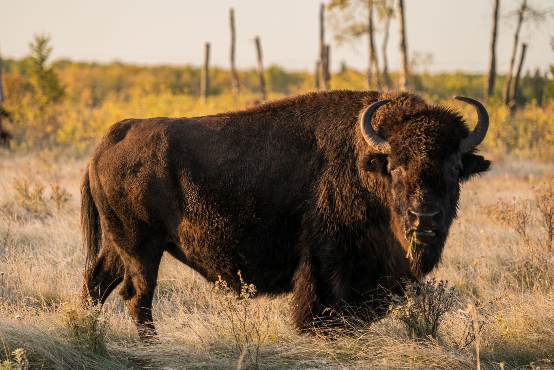 @Travel Manitoba American bison standing in a field of dry grass, under a warm sunset.