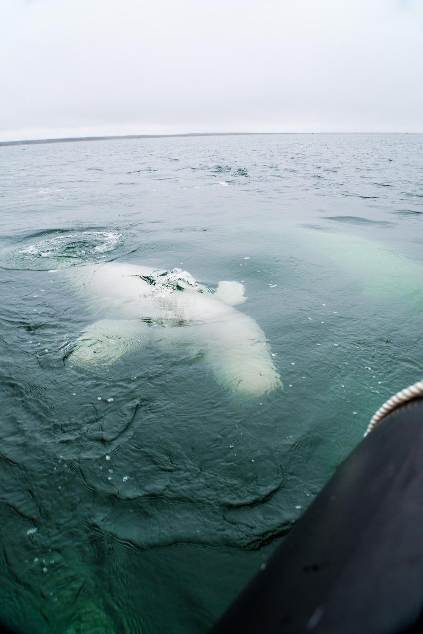@Travel Manitoba White beluga whale in clear, turquoise water; surface chop. Horizon in the background.
