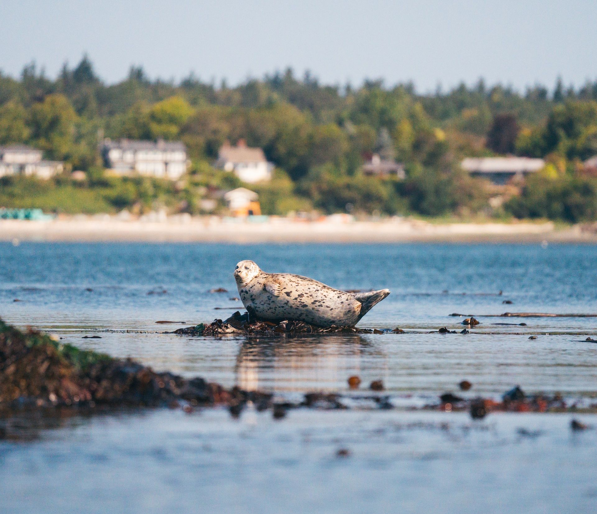 @Ben Johnson Een gewone zeehond met gevlekte vacht rust op een rotsachtig eilandje in kalm blauw water, met de kust en bomen op de achtergrond.