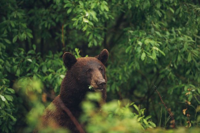 Bruine beer staat in een groen bos, gedeeltelijk verborgen door het gebladerte.