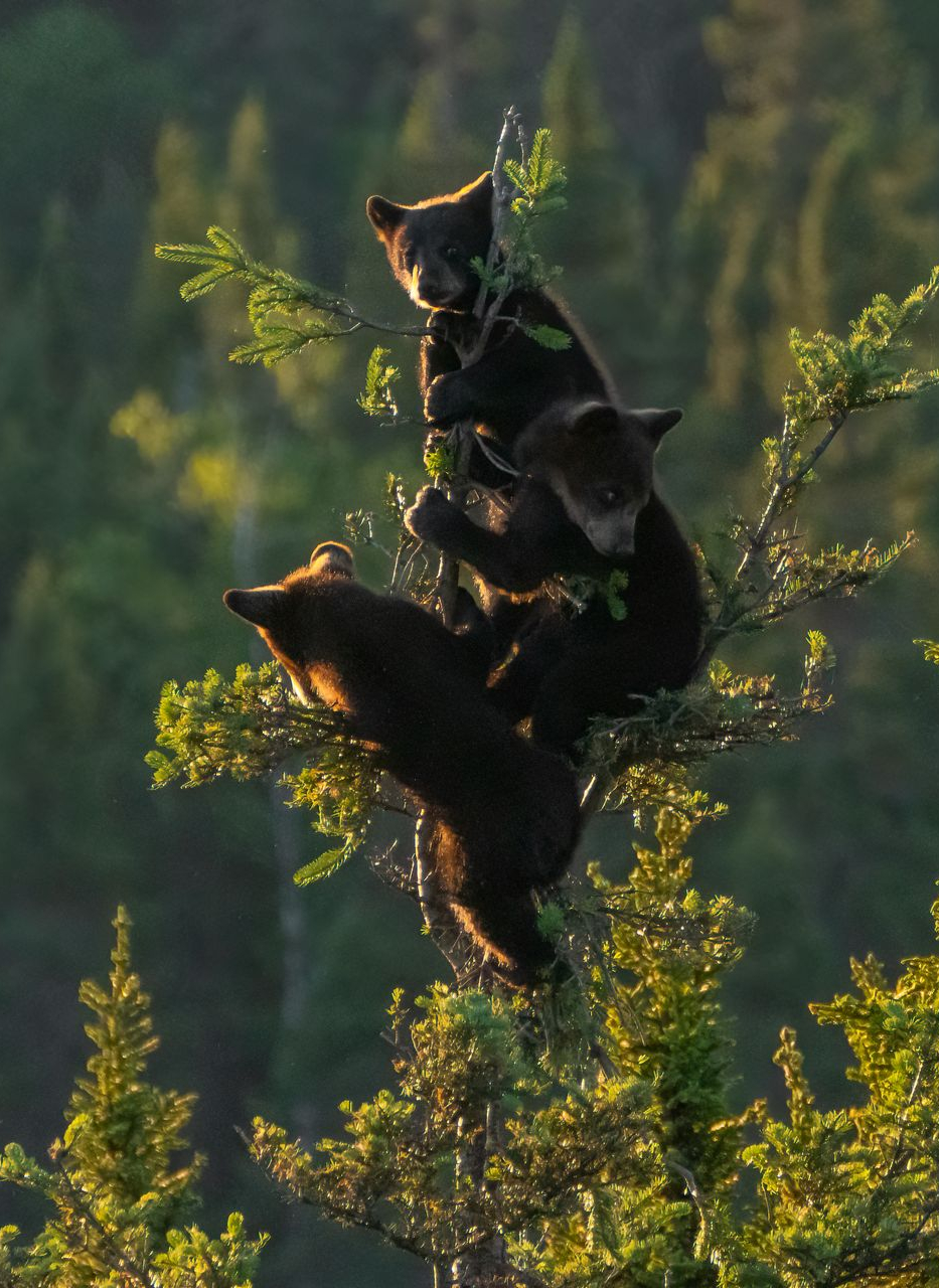 Three black bear cubs climbing a green tree.
