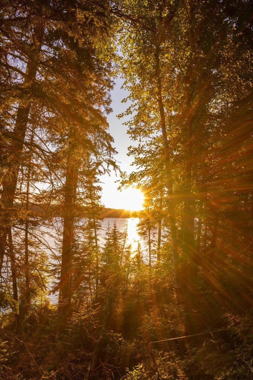 @Travel Manitoba Sunlight streams through trees toward a lake, illuminating foliage in golden hues.
