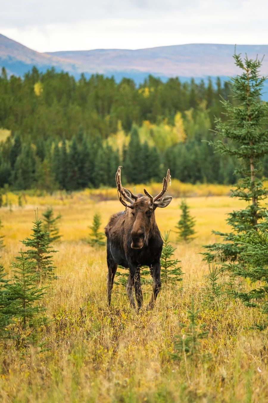 Een eland staat Yukon in een grasrijke weide, met bomen en bergen op de achtergrond