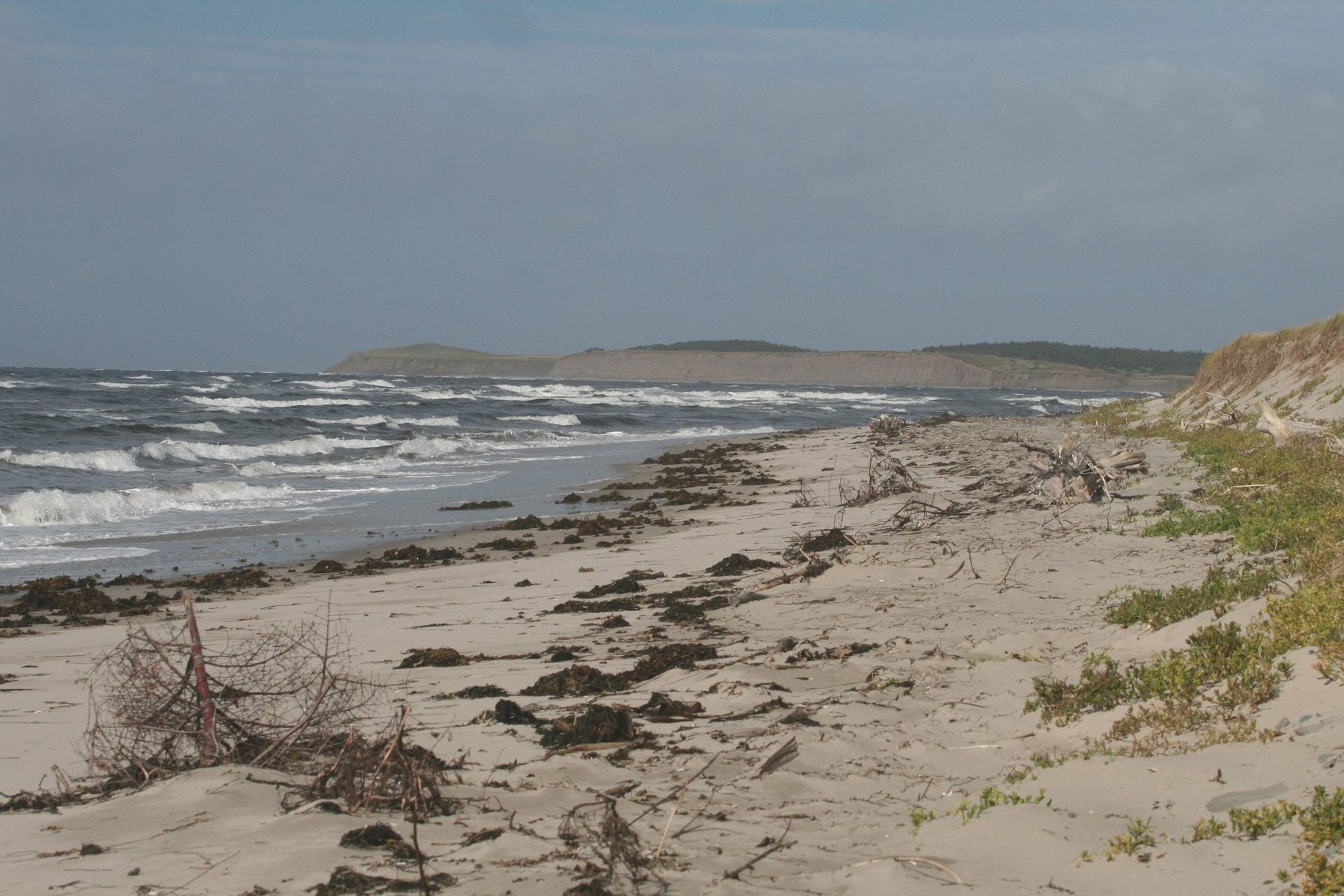 Een winderig zandstrand met golven, zeewier en een met gras begroeide duin onder een bewolkte hemel.