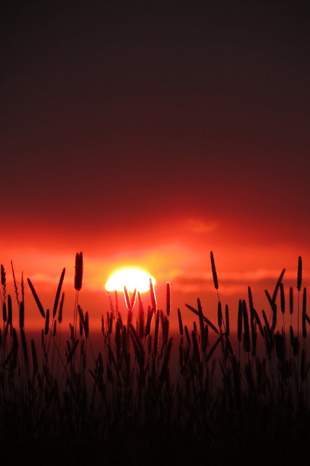 Zonsondergang boven hoog gras, met een heldere oranje zon onder een donkerrode hemel.