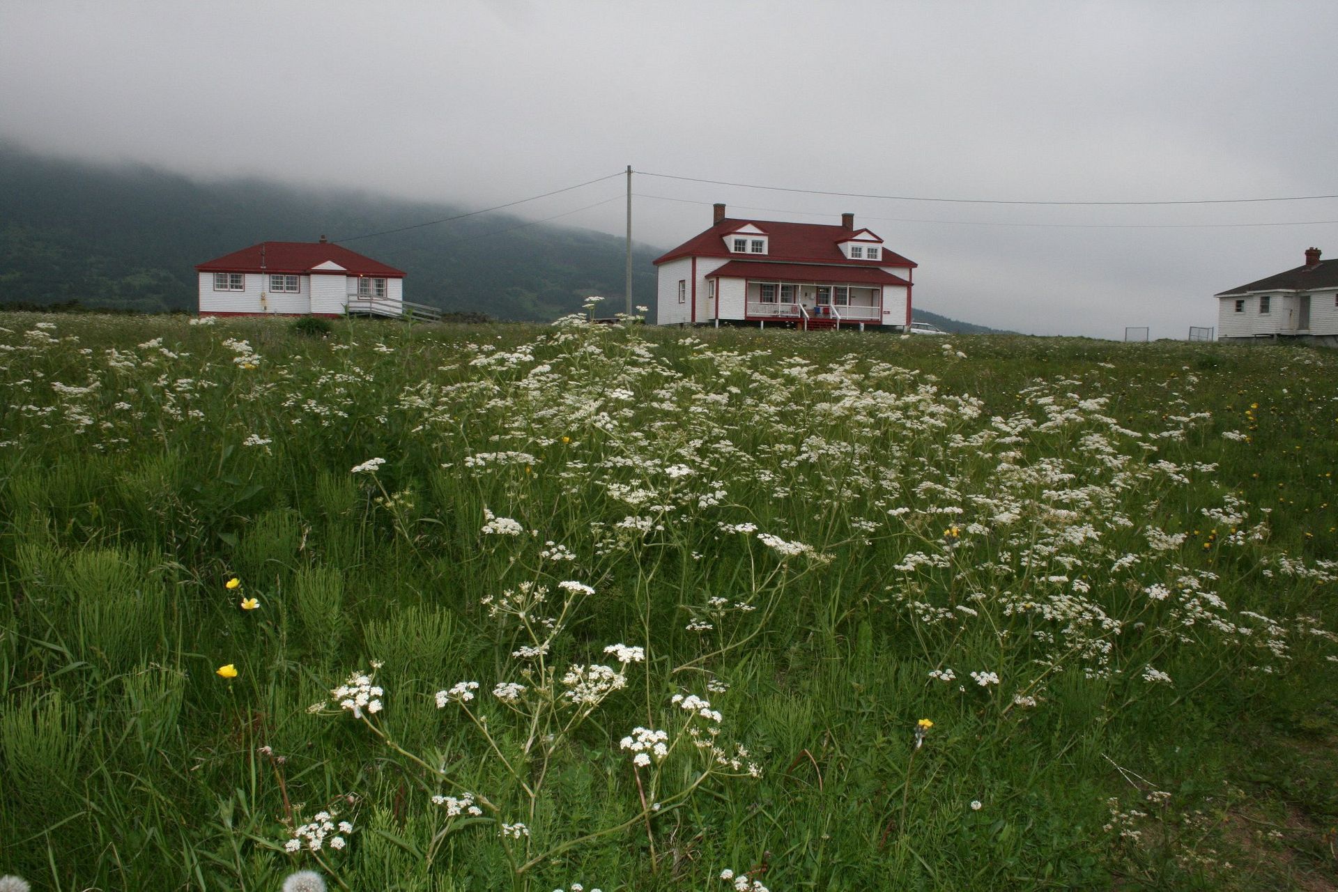Witte wilde bloemen in een groene weide met huizen en mistige bergen op de achtergrond.