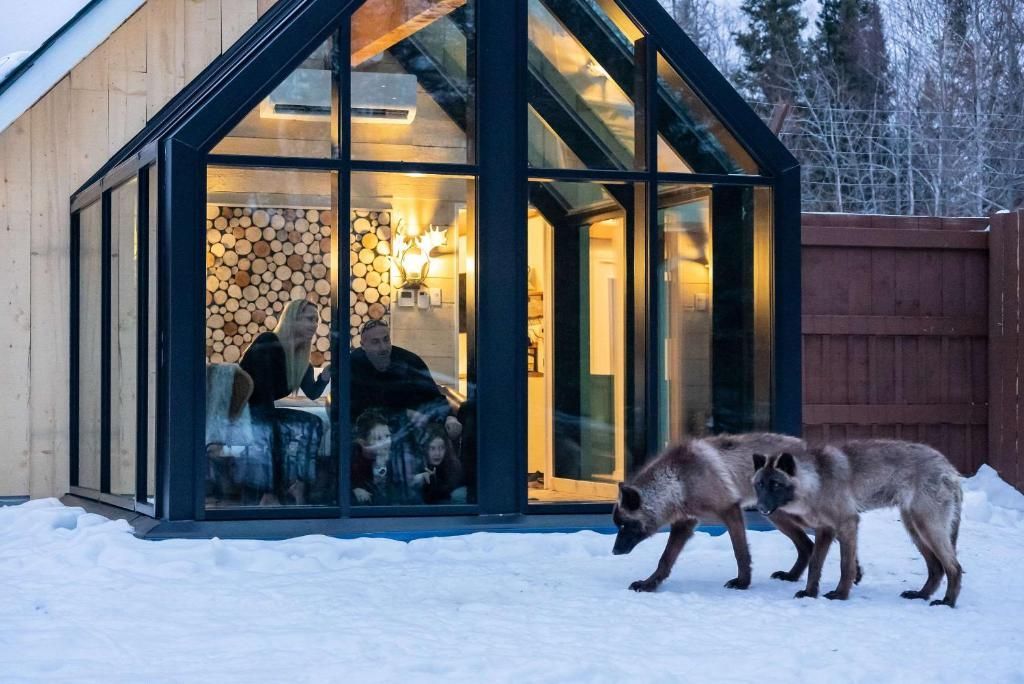 Twee wolven lopen over de besneeuwde grond buiten een verlichte glazen hut van Cedar Meadow waar mensen binnen zijn.
