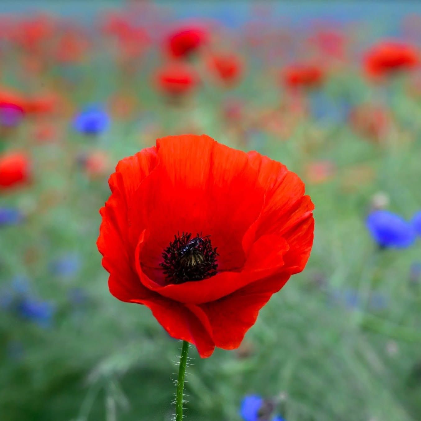 Felrode klaproos in een wazig veld met rode en blauwe bloemen op de achtergrond.