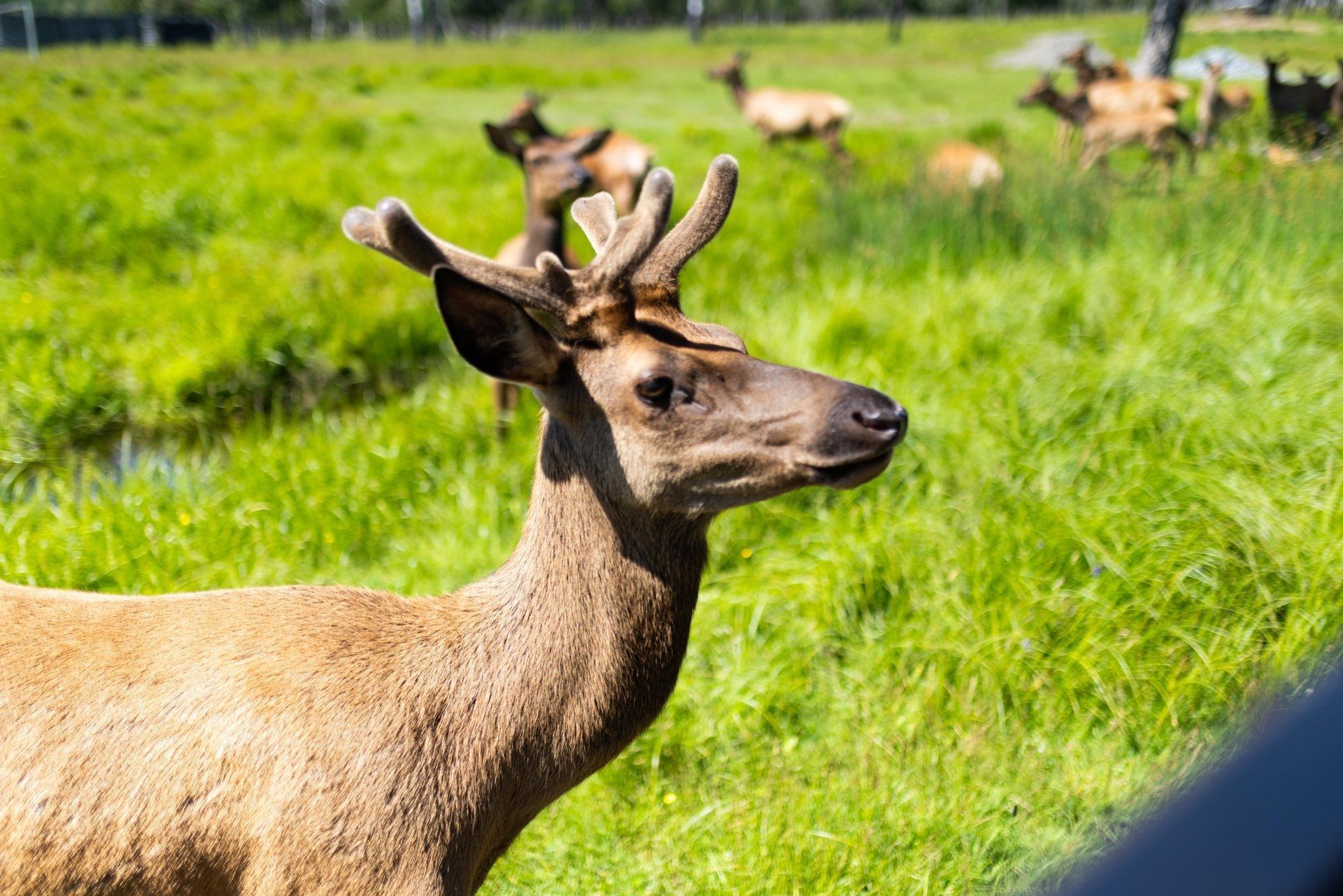 Jonge herten met kleine geweien staan in het groene gras, met andere herten die wazig op de achtergrond te zien zijn.