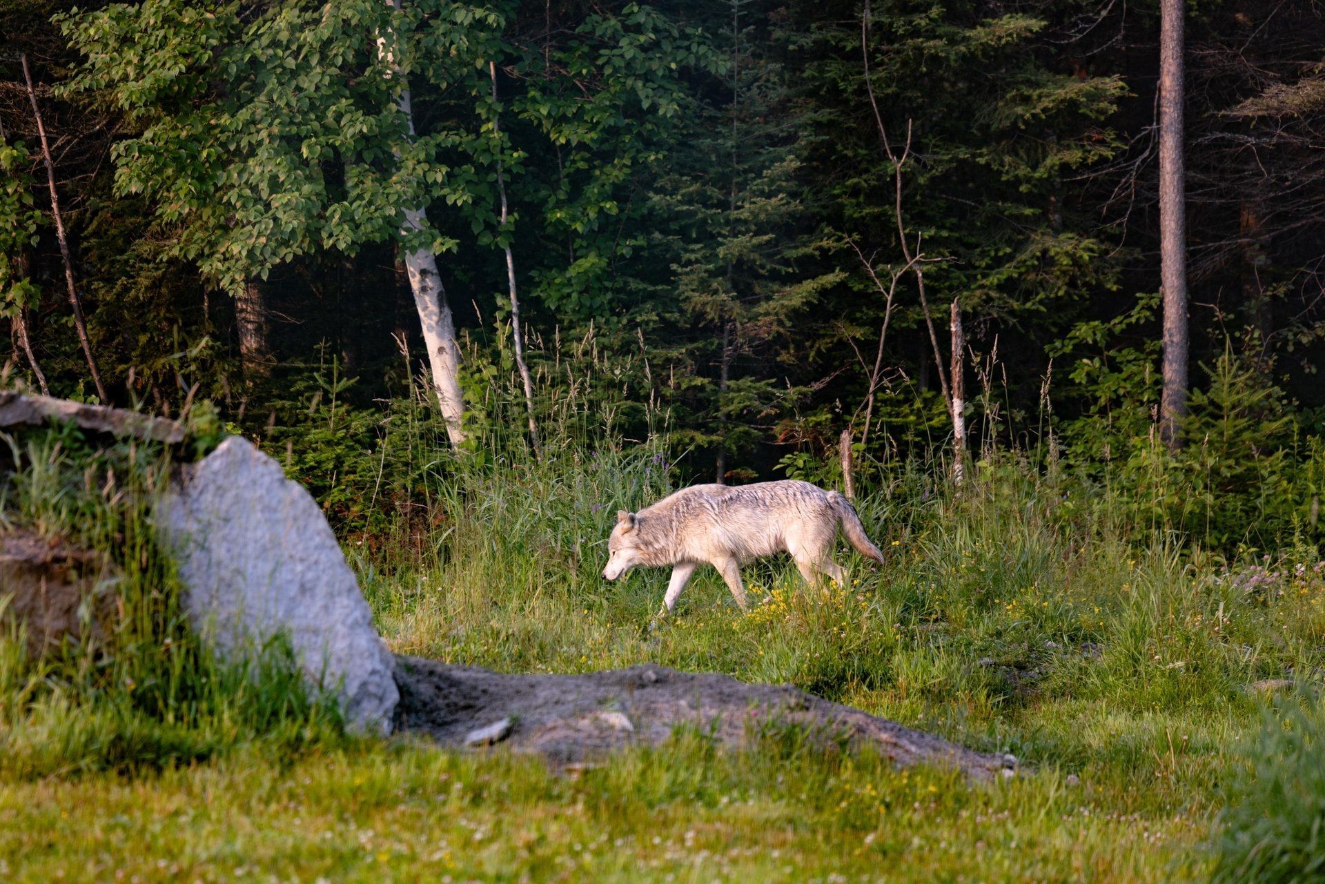 Grijze wolf loopt door een open grasveld langs rotsen en bosbomen.