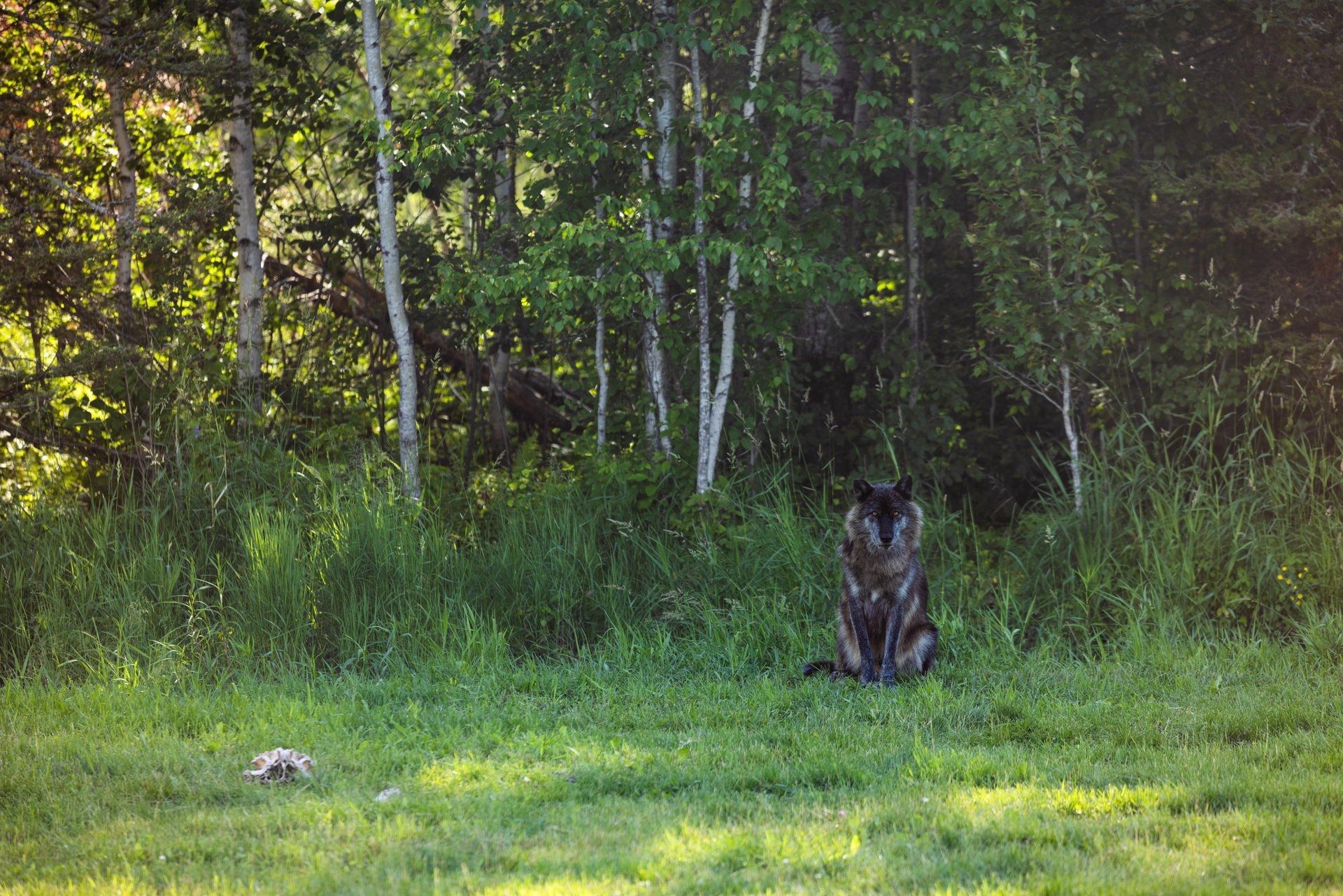 Een wolf zit op een grasveldje aan de rand van een bos.