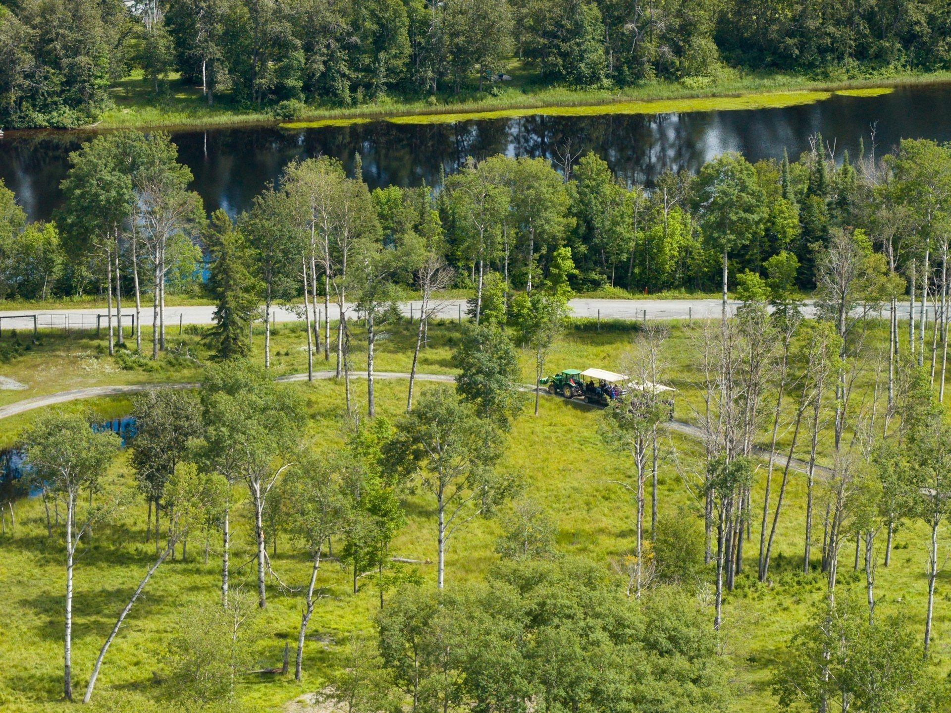 Groen parklandschap met berkenbomen, een kronkelende weg en een rivier of meer op de achtergrond.
