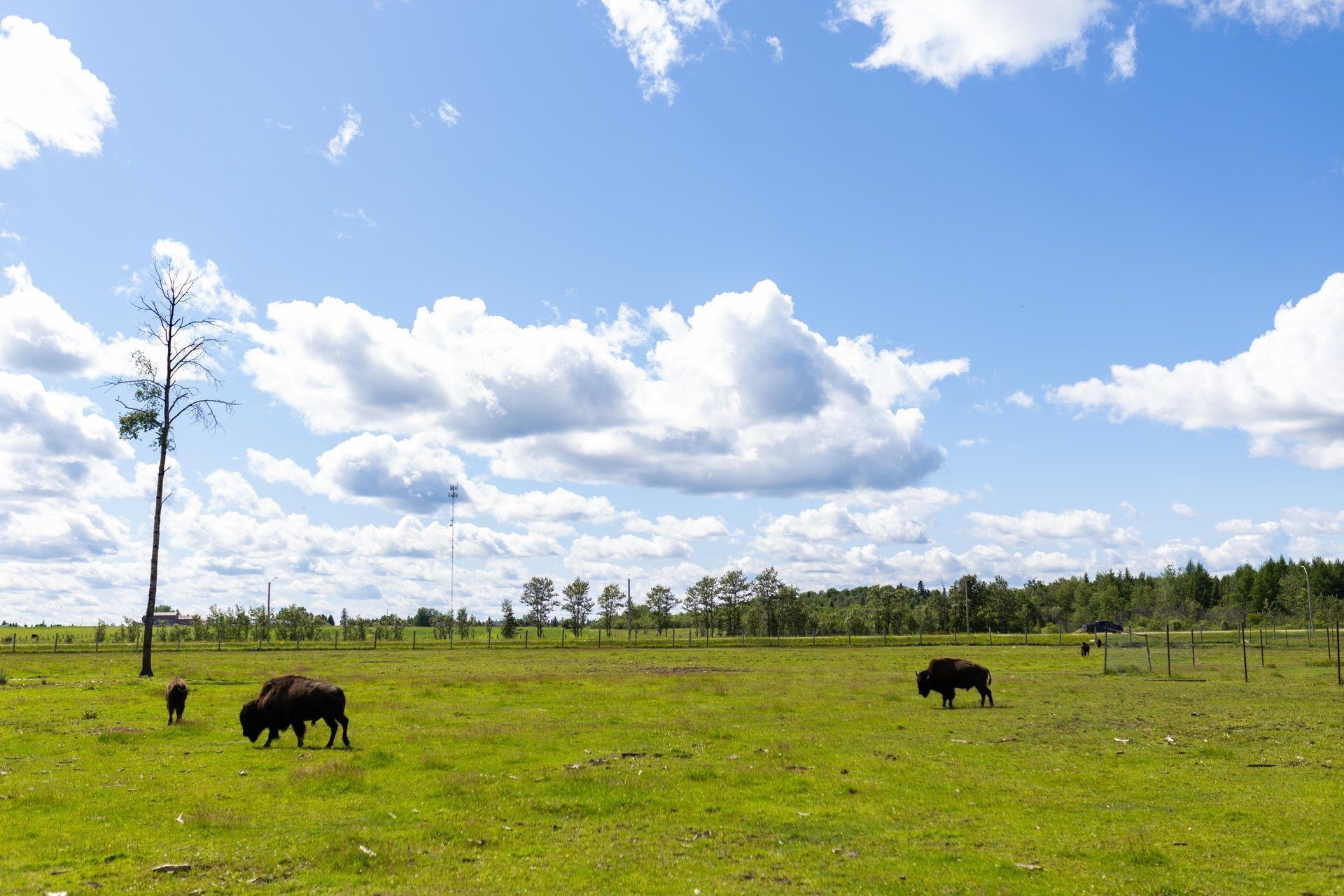 Grazende bizons in een zonnig groen veld onder een blauwe hemel met wolken.