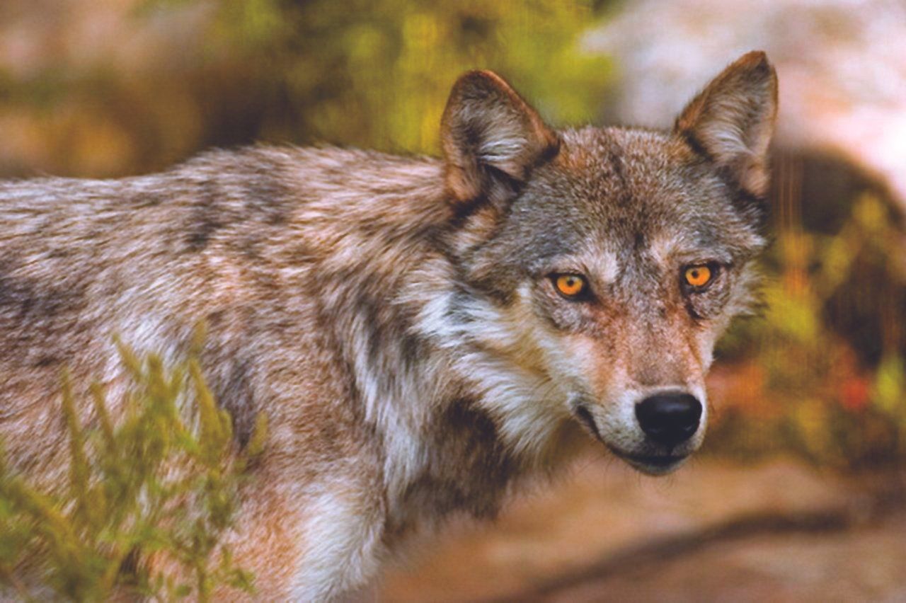 Grijze wolf die alert staart in een wazig herfstboslandschap.