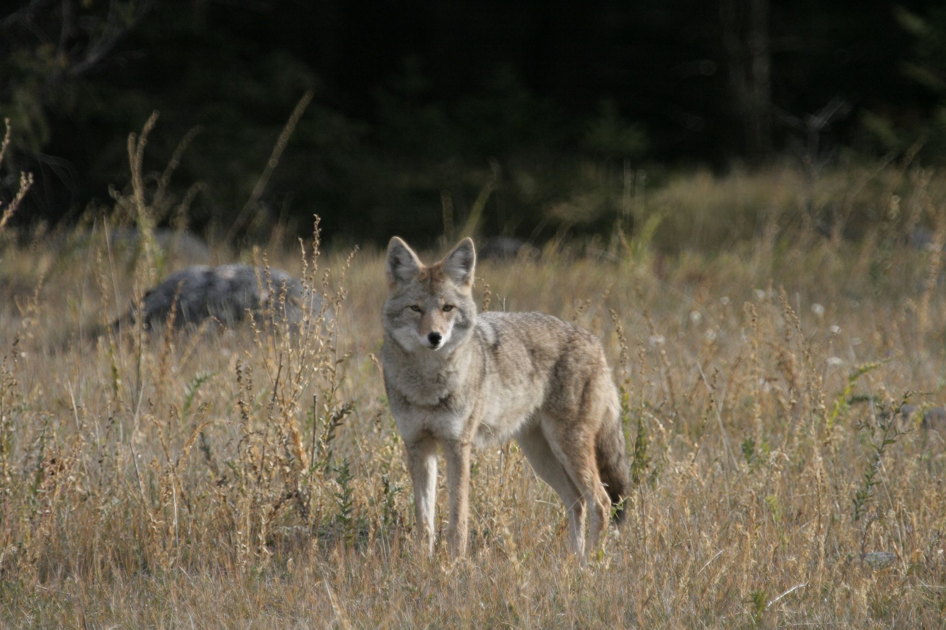 Een coyote in Canada staat alert in een grasveld, met een andere coyote die wazig op de achtergrond te zien is.
