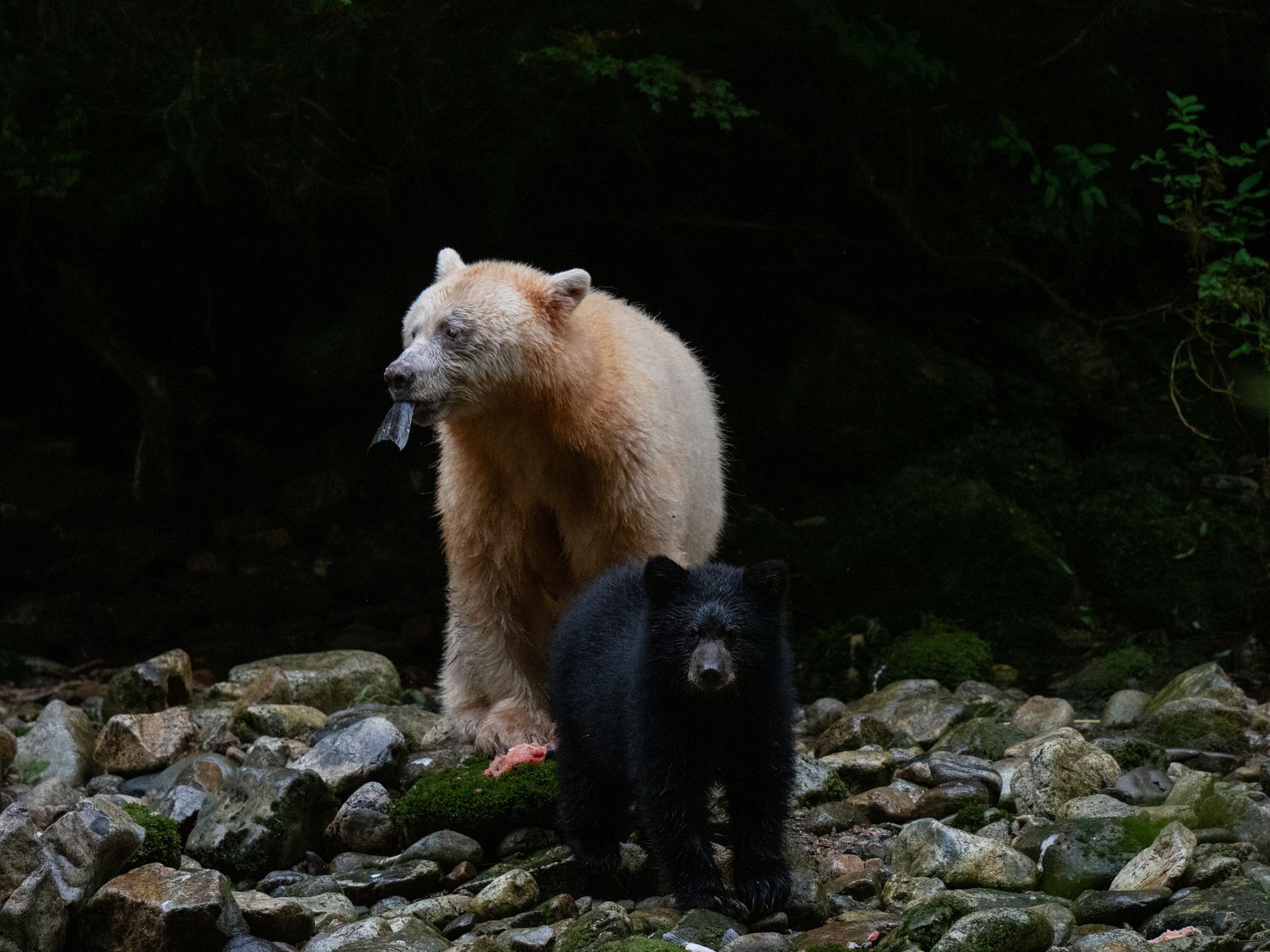 Twee beren in British Columbia staan op rotsachtige grond in een donker bos, één witte en één zwarte.