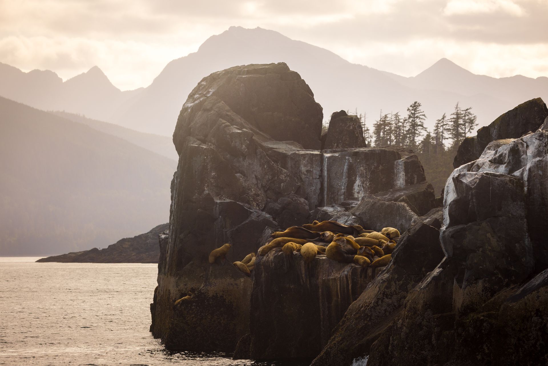Rotsachtige kustkliffen met zeeleeuwen in Desolation Sound, British Columbia, bij zonsondergang, met kalm water en mistige bergen op de achtergrond