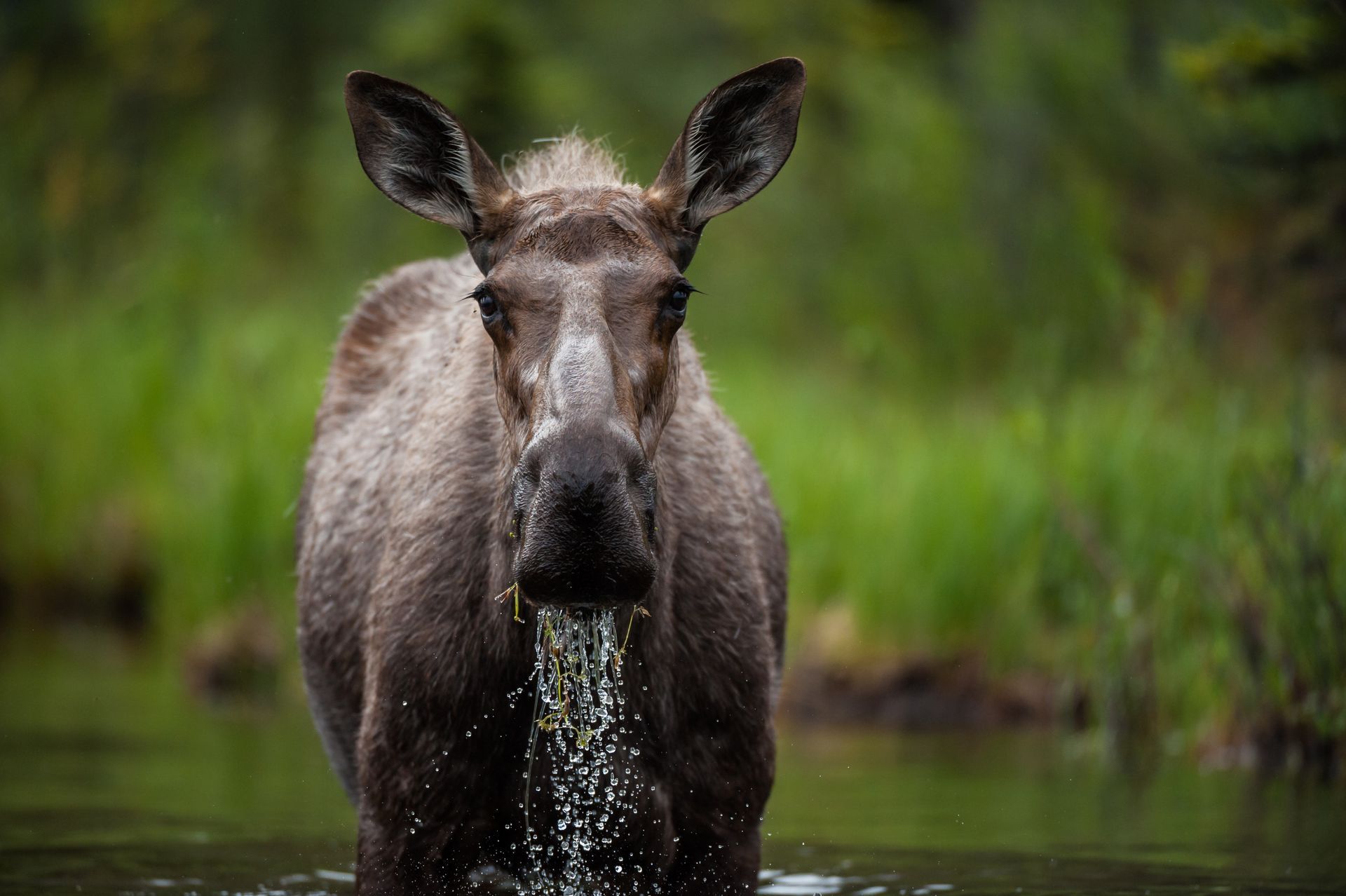 Een eland in Yukon die in ondiep water staat en recht naar voren kijkt, in een groen moerasgebied