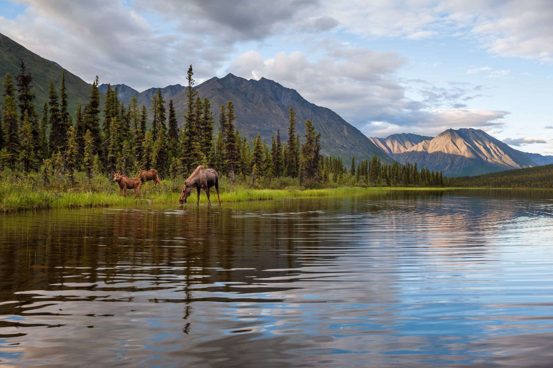 Een eland graast in Yukon bij een rustig bergmeer onder een bewolkte hemel, met beboste bergtoppen en weerspiegelingen.
