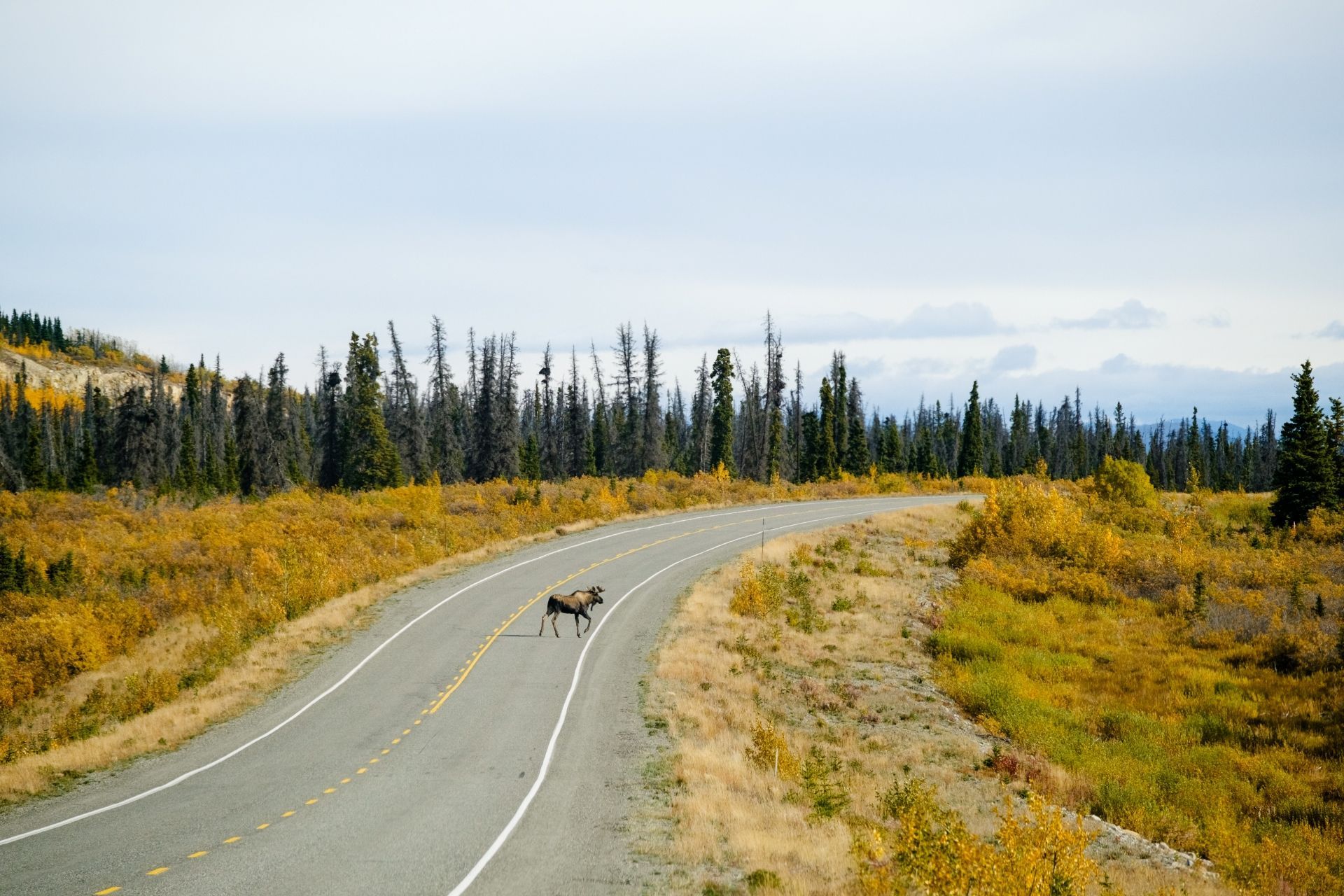 Kronkelende landweg in Yukon door een herfstbos, met een eenzame eland die oversteekt